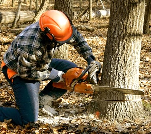 Tree Removal in Alma, WV